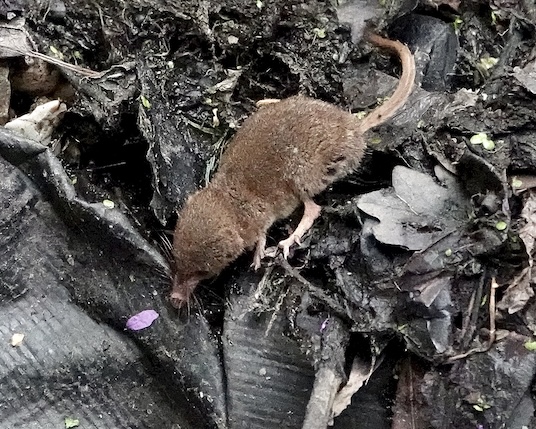 shrew